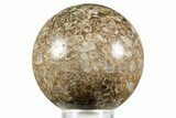 Polished Freshwater Snails (Elimia) In Limestone Sphere - Wyoming #370902-1